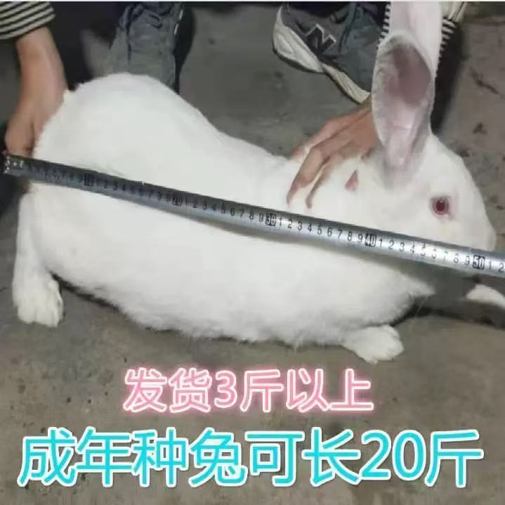 大型肉兔活苗兔子活物一对公母比利时兔月月兔宠物兔家兔食用肉兔