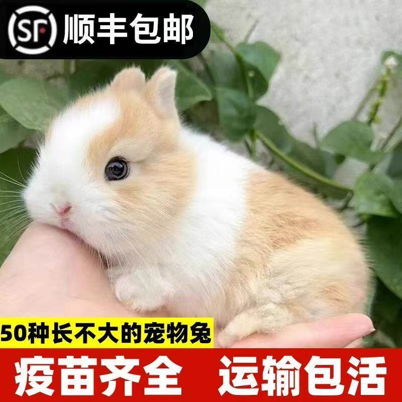 小兔子活体侏儒兔小型迷你长不大公主荷兰垂耳茶杯儿童家养宠物兔