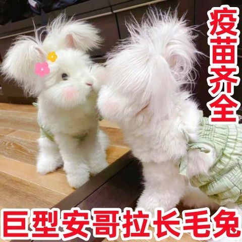 宠物兔子纯种巨型安哥拉兔长毛网红兔大型兔子活物网红同款垂耳兔