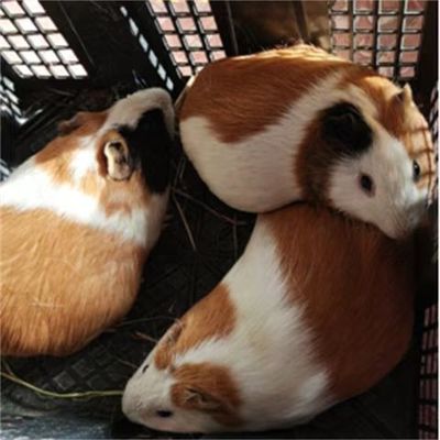 成年荷兰猪荷兰鼠天竺鼠彩豚活物家养孕猪双花纯色豚鼠健康可繁殖
