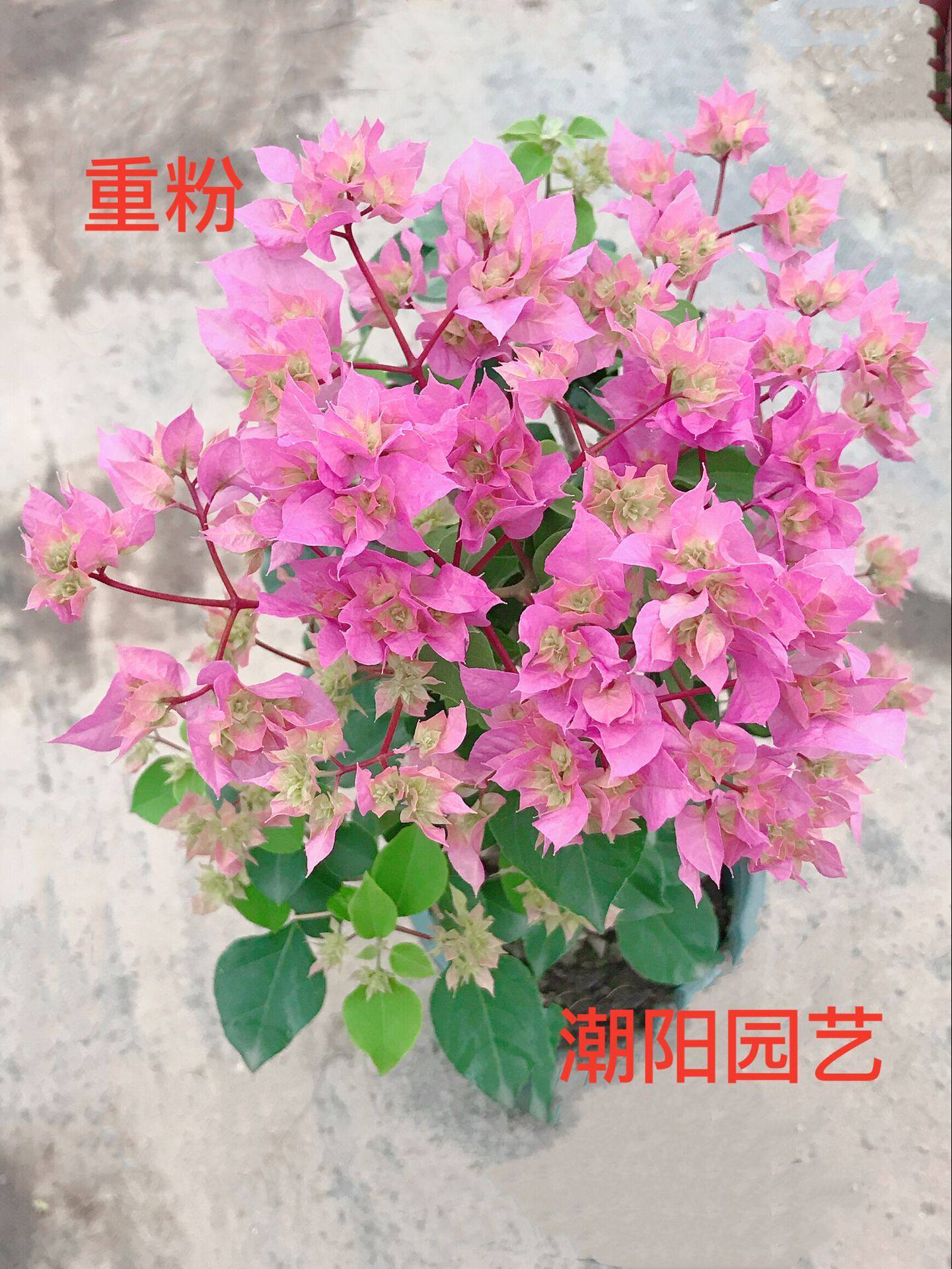 三角梅重瓣粉扦插苗带盆发货