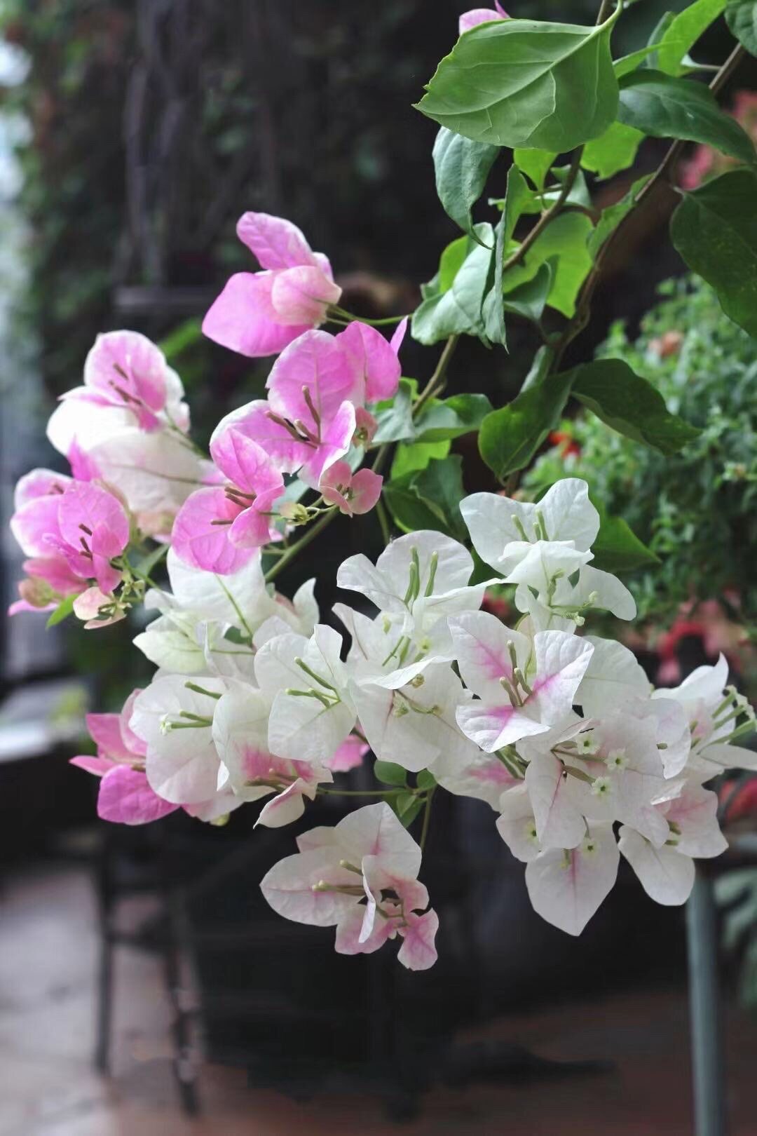 三角梅广红樱扦插苗带盆(12cm盆)