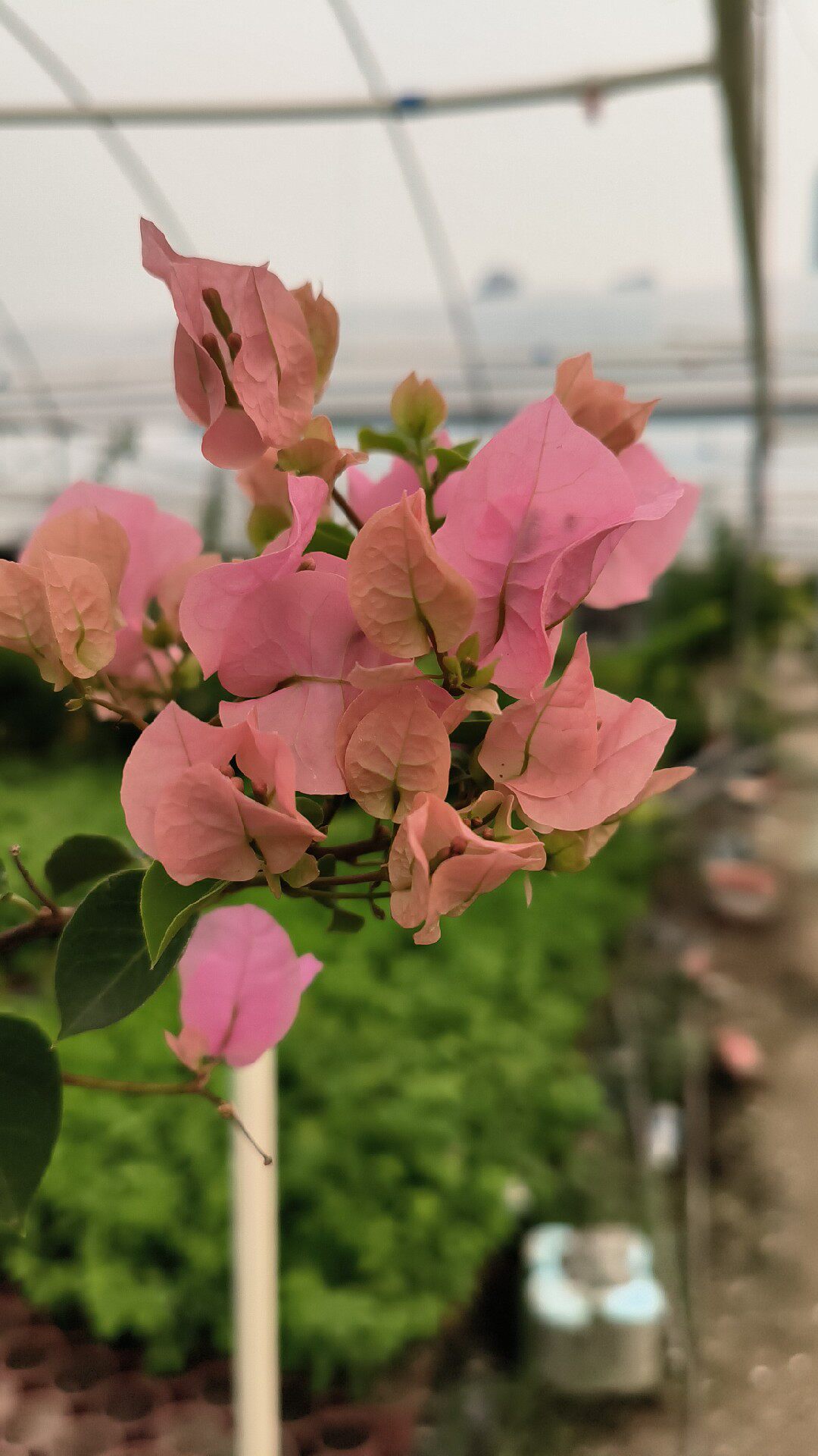 三角梅红粉佳人