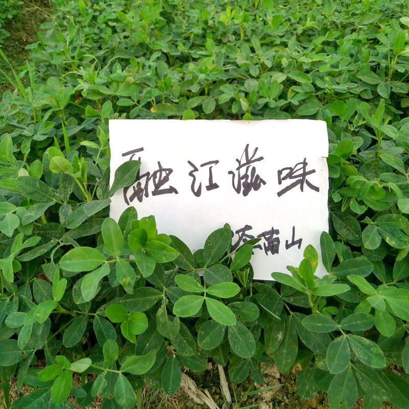 广西农家土产红皮花生米小粒花生干果坚果花生米仁 特价500g