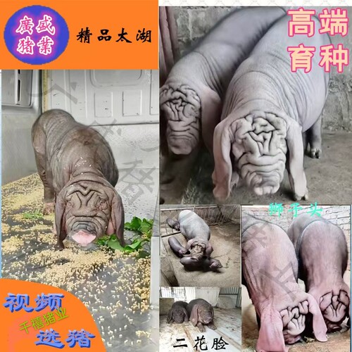 原种太湖母猪纯种高产太湖母猪大梅山品系太湖母猪正宗二花脸母猪