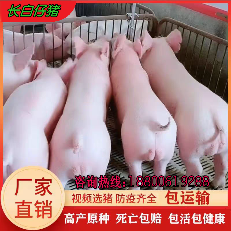 原种长白母猪大白母猪公猪约克母猪公猪育肥仔猪一代母猪长白种猪