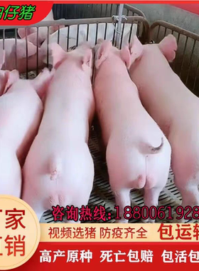 原种长白母猪大白母猪公猪育肥猪