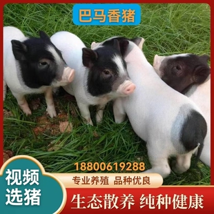 原种巴马香猪活苗幼崽出售藏香猪幼苗活体黑猪小猪仔二头乌小猪苗