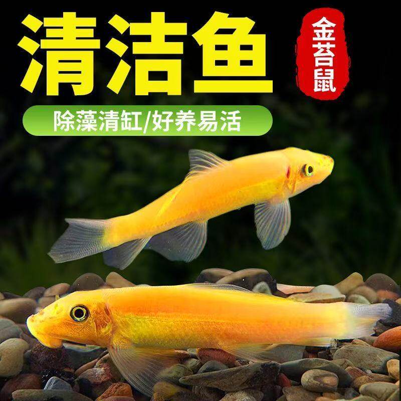 金苔鼠清苔鼠活鱼热带观赏鱼黄金红眼女王清道夫活体除藻鱼清洁鱼