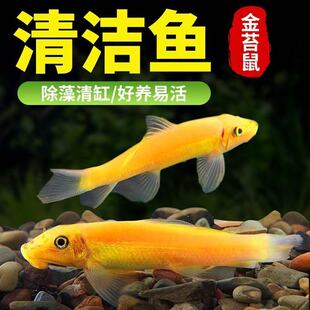 金苔鼠清苔鼠活鱼热带观赏鱼黄金红眼女王清道夫活体除藻鱼清洁鱼