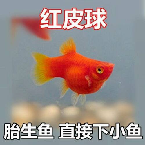红皮球鱼好养容易繁殖热带淡水鱼