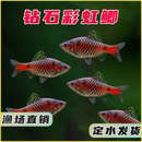钻石彩虹鲫进口鲤科冷水耐寒耐养热带鱼原生鱼小型活体群游观赏鱼