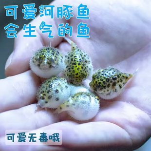 金娃娃潜水艇淡水小河豚鱼生气鼓肚子呆萌可爱互动性高热带观赏鱼