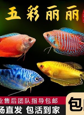 不用打氧丝足鱼曼龙鱼热带淡水鱼