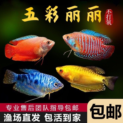 不用打氧丝足鱼曼龙鱼热带淡水鱼