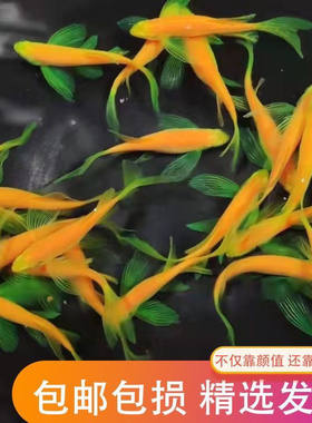 好养耐活蝶翼斑马鱼广温鱼