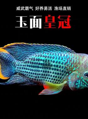 红尾皇冠鱼活体玉面皇冠鱼老寿星鱼蓝面财神中大型热带鱼观赏鱼