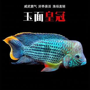 红尾皇冠鱼活体玉面皇冠鱼老寿星鱼蓝面财神中大型热带鱼观赏鱼