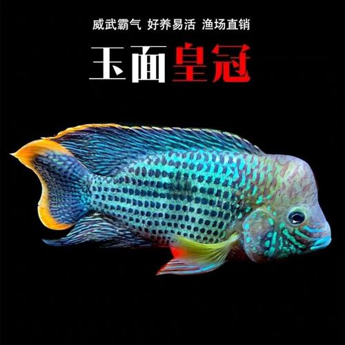 红尾皇冠鱼活体玉面皇冠鱼老寿星鱼蓝面财神中大型热带鱼观赏鱼