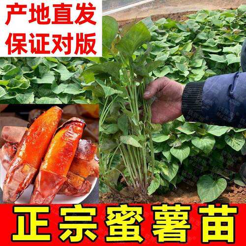 红薯苗秧烟薯25号蜜薯糖心苗种西瓜红紫薯板栗番薯地瓜专吃食叶