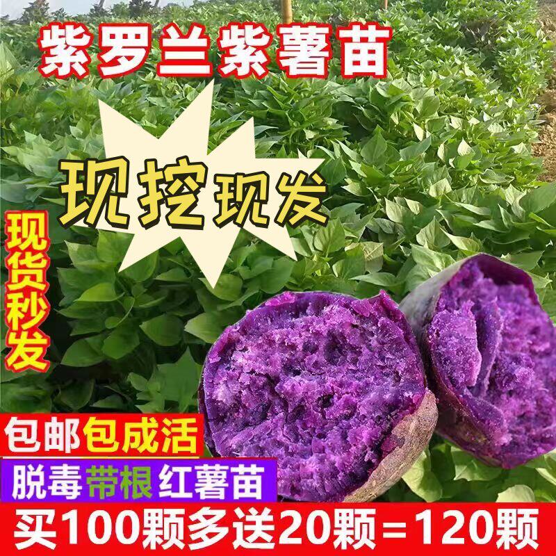 紫薯苗种紫罗兰山芋苗秧脱毒红薯西瓜红蜜薯种苗高产紫心地瓜秧苗