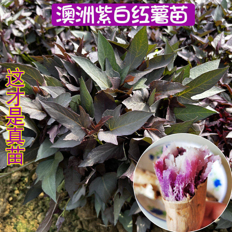 澳洲紫白红薯苗密薯红薯苗西瓜红糖心红薯苗原种带根板栗地瓜薯苗