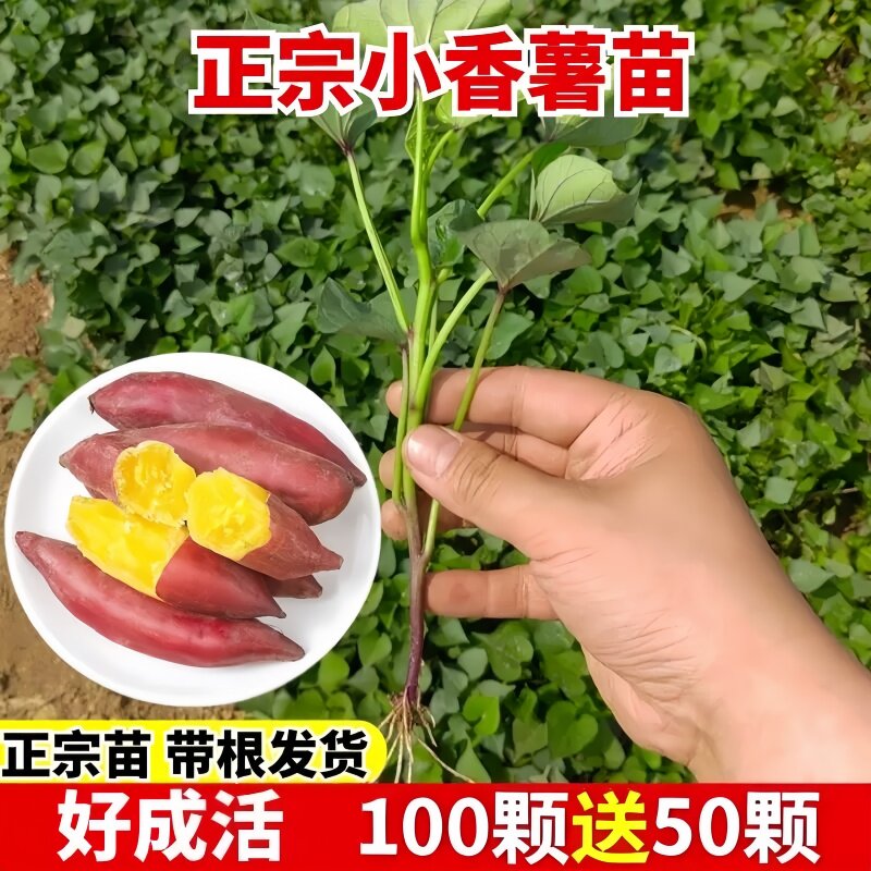 小香薯红薯种苗黄心蜜薯农科院秧苗烟薯25号薯苗西瓜红薯苗食叶苗