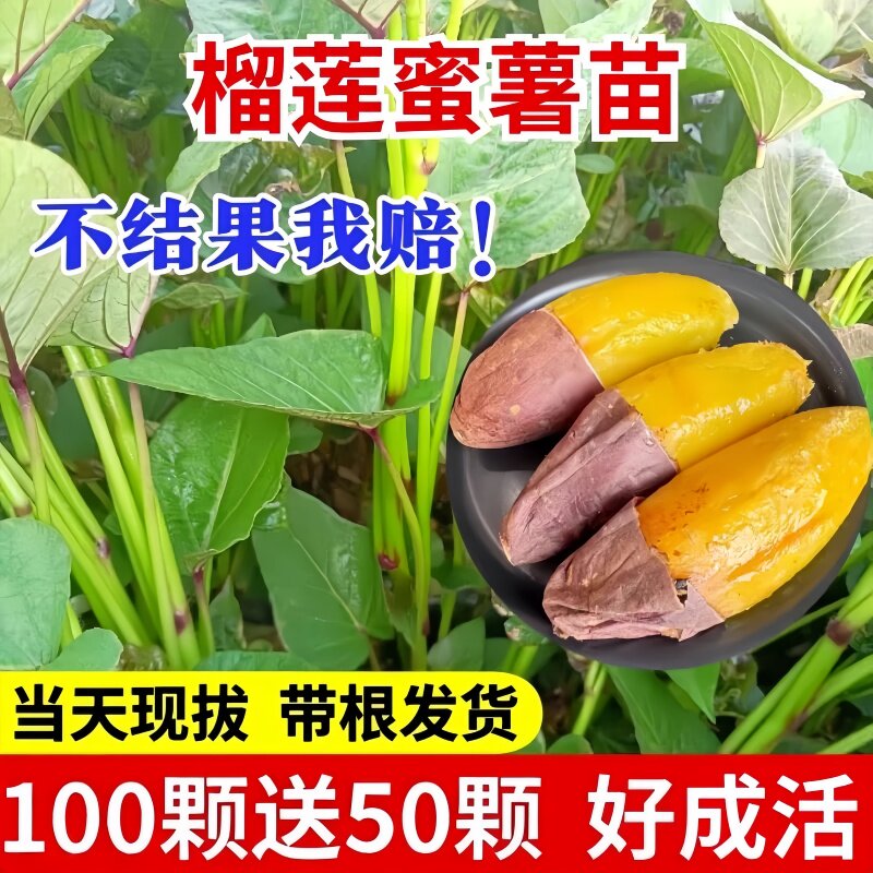 红薯苗榴莲蜜薯苗黄心蜜薯烟蜜薯苗冰淇淋紫薯人参薯地瓜种苗