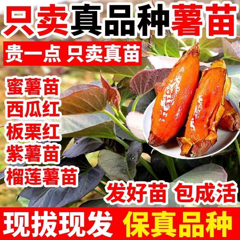 红薯秧苗正宗密薯西瓜红蜜薯龙薯9号番薯苗产地直销高产地瓜秧苗