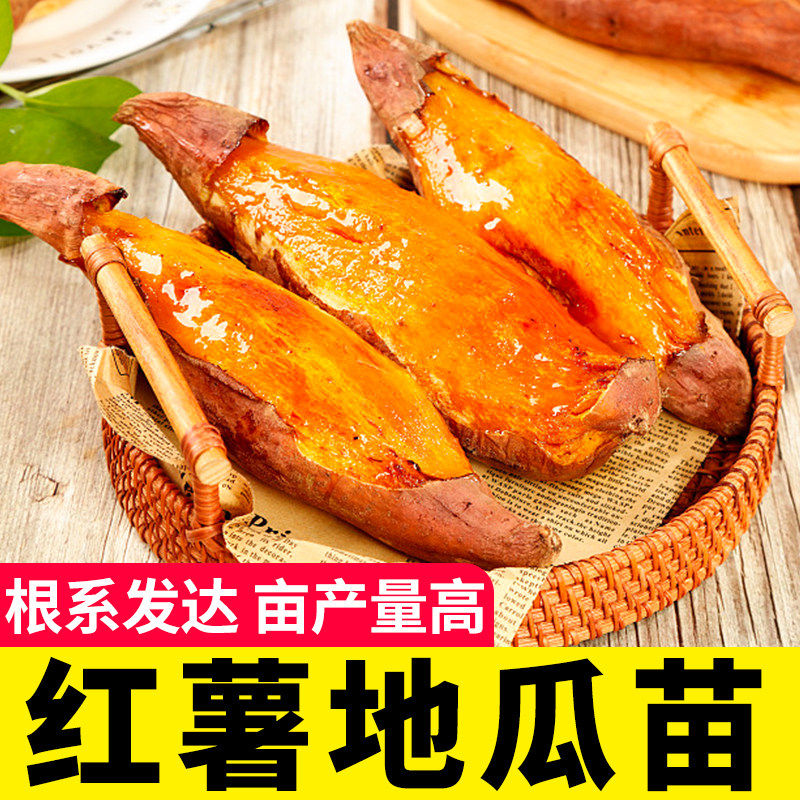 红薯苗烟薯地瓜苗紫薯蜜薯苗超甜西瓜红板栗薯秧苗烟薯老品种薯苗