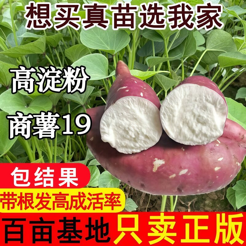 高产高淀粉商薯19红薯苗白心板栗薯苗黄心板栗薯做粉条专用红薯苗