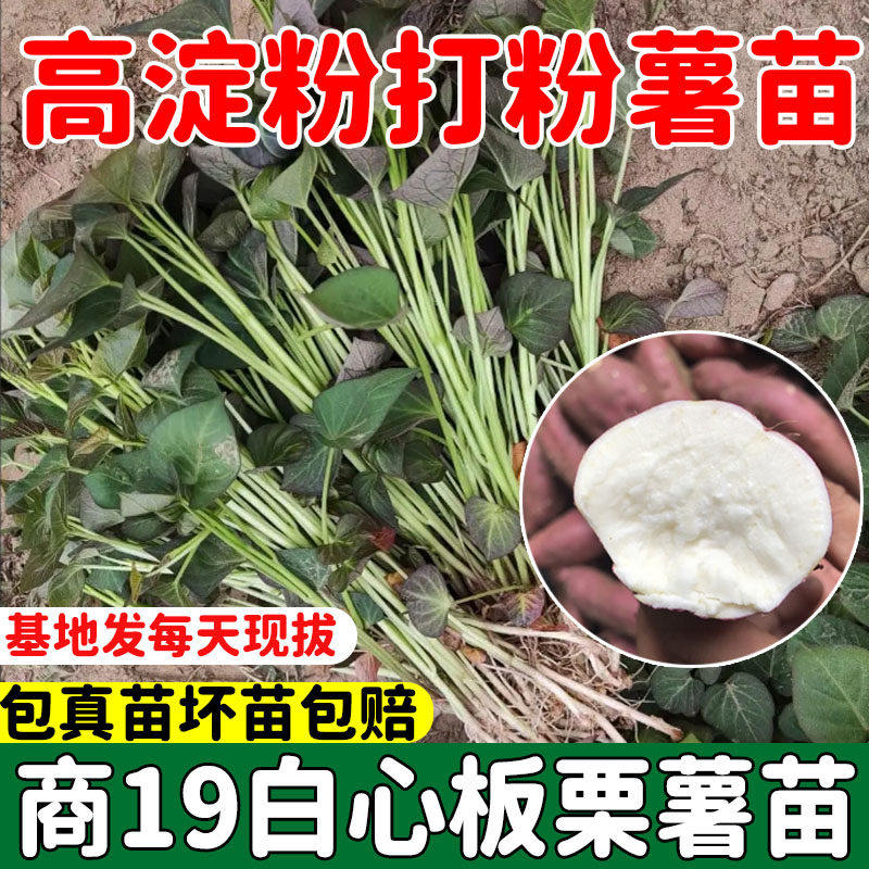 红薯苗秧种苗商薯19叶苗白心板栗地瓜种植种子打粉高产淀粉番薯种