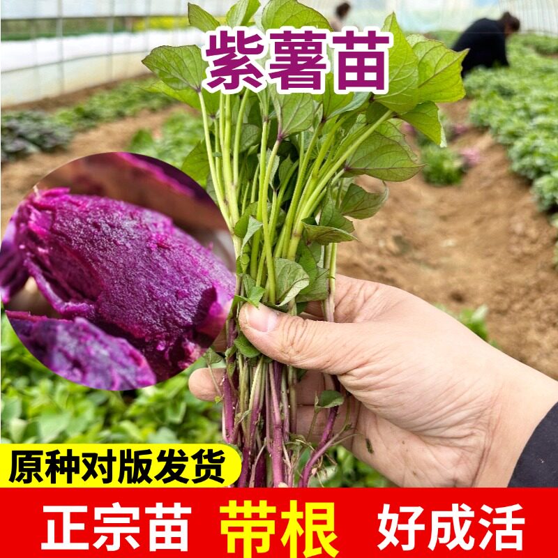 紫薯苗红薯苗地瓜种植苗紫心冰淇淋薯苗烟薯蜜薯西瓜红薯苗澳洲紫