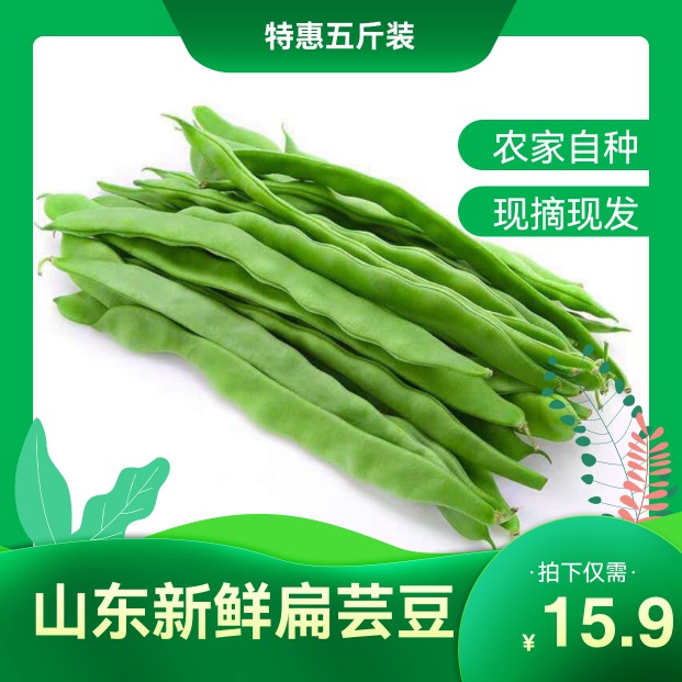 现摘扁豆角新鲜无丝绿色蔬菜山东