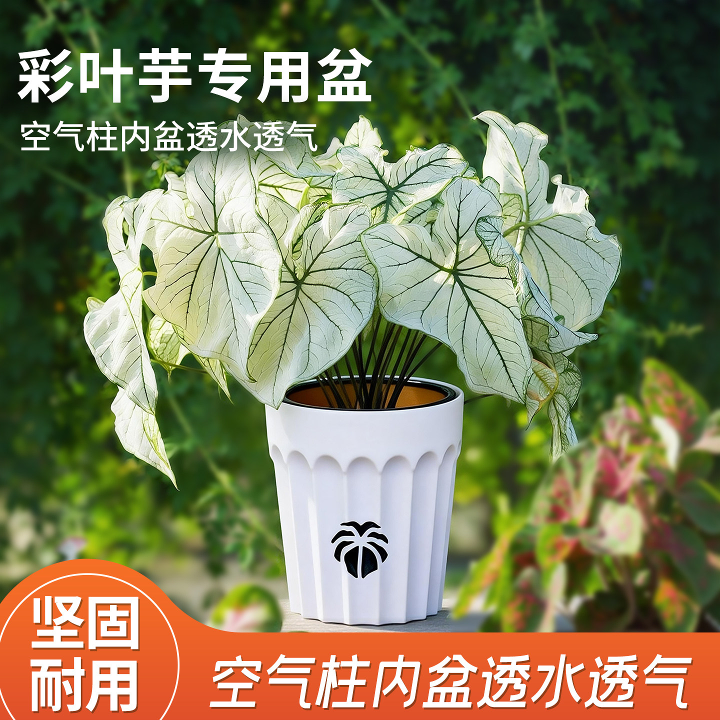 热植套盆自吸水花盆花烛海芋龟背竹盆蝴蝶兰专用树脂懒人透气青山图片