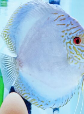 七彩燕七彩神仙鱼热带鱼活体好养小型南美鱼观赏鱼苗精品老虎狗