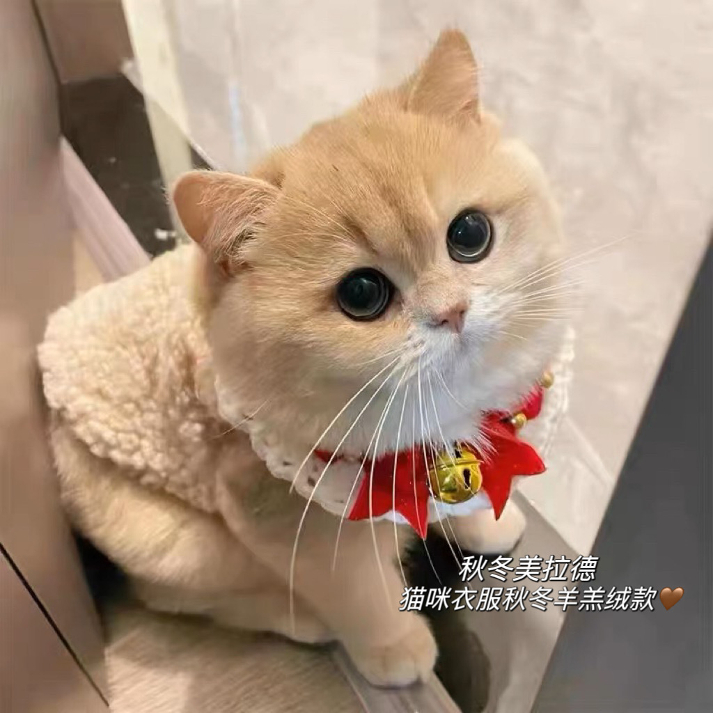 秋冬美拉德～猫咪衣服冬天保暖