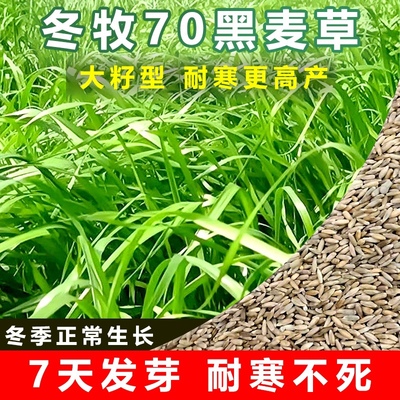 四季黑麦草种子养殖专用耐寒冬牧草养牛专用草种鸡鸭麦麦进口草坪