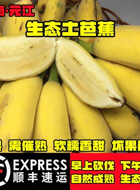 云南元江农家自种绿色小孩芭蕉