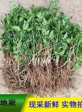 贵州小春花阴地蕨一朵云破天云独立金鸡散血叶蛇不见草药