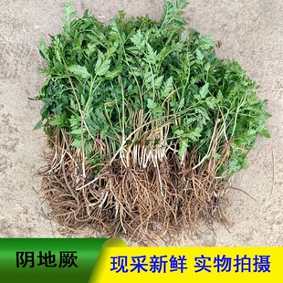 贵州小春花阴地蕨一朵云破天云独立金鸡散血叶蛇不见草药