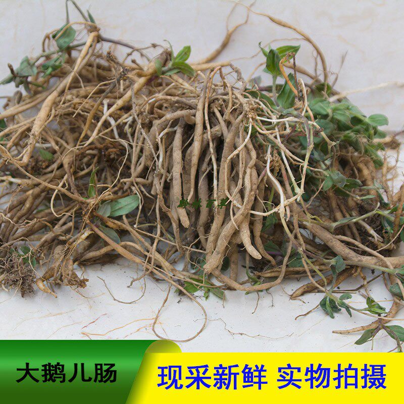 贵州原生态大鹅儿肠中草药老鹳精通经草黑牵牛中药材正品