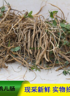 贵州原生态大鹅儿肠中草药老鹳精通经草黑牵牛中药材正品
