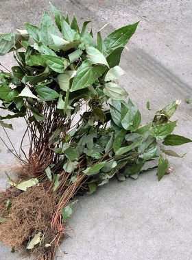 淫羊藿仙灵脾贵州毕节整株散装