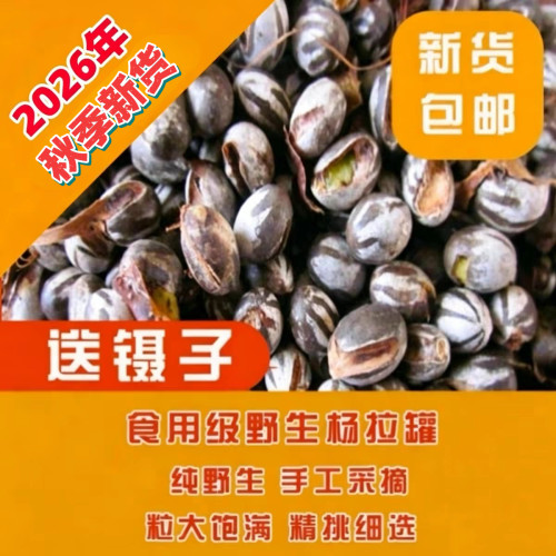 杨拉罐坦克虫2026年春季新货