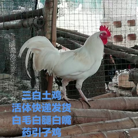 三白土鸡白土鸡白毛鸡药引子鸡纯白土鸡活鸡活体包活到家白鸡包邮