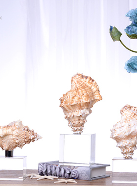 轻奢创意大海螺水晶摆件衣帽间主人房酒店民宿工艺品软装送礼饰品