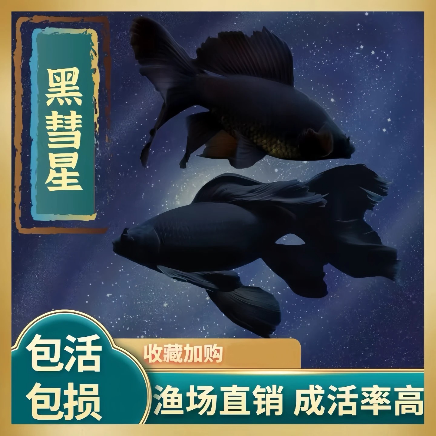 纯种黑彗星蝴蝶鲤观赏鱼冷水精品龙凤锦鲤大尾墨蝶淡水自来水好养