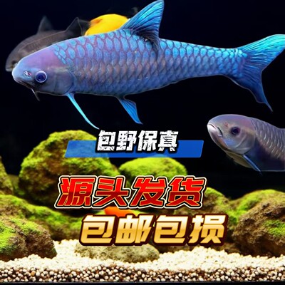 蓝吉罗活体冷水观赏溪流鱼原生鱼