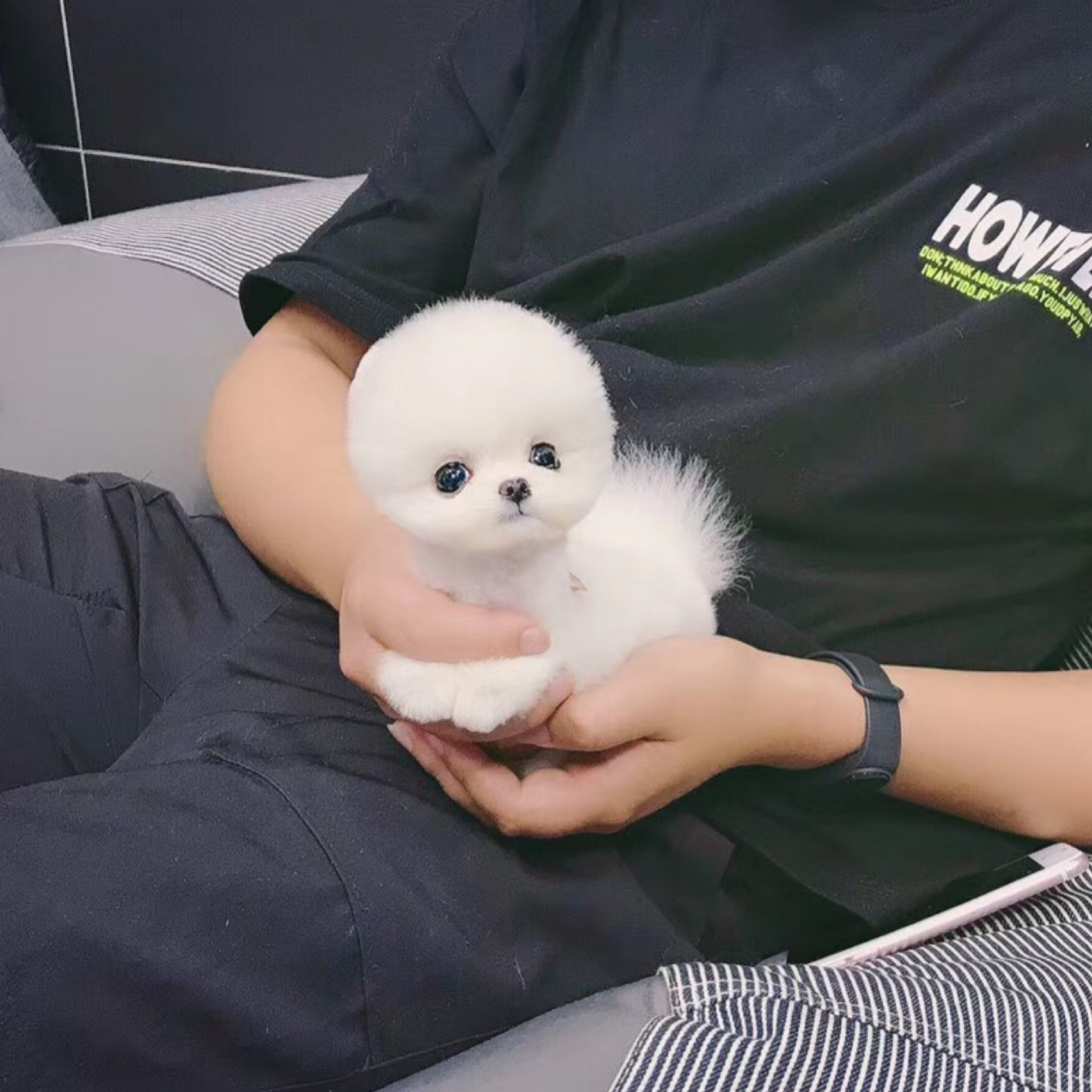 纯种杯子犬幼犬宠物狗活体小体白色博美犬俊介狗狗长不大可爱 博源悦动萌宠之家 淘优券